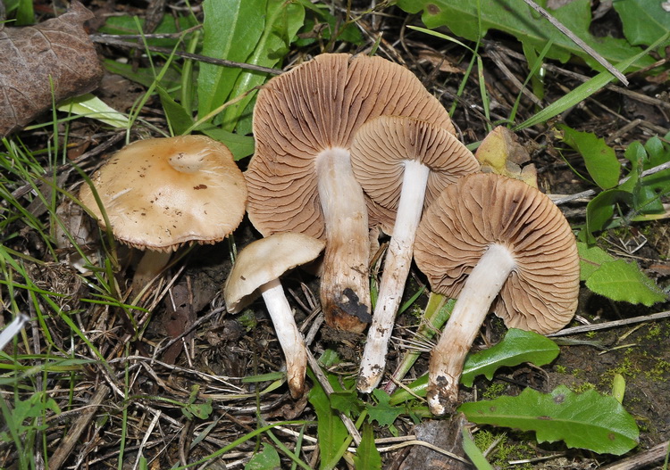 Hebeloma sp. al Parco della Piana